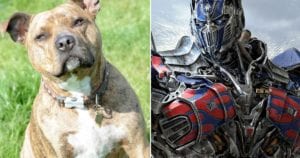 MAIN-Britains-loneliest-dog-lands-a-Hollywood-film-role