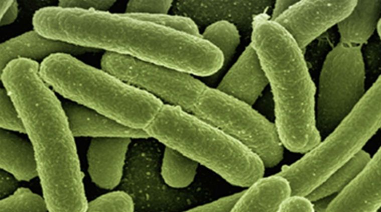 bacteria_4801