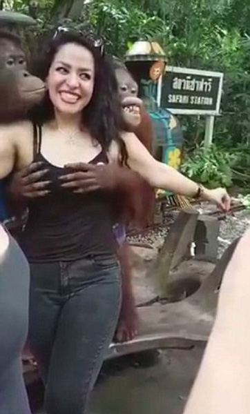 orangutan3_web