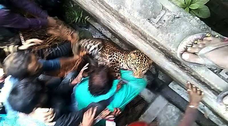 Lepard roams free on Raigunj Street, sparks panic