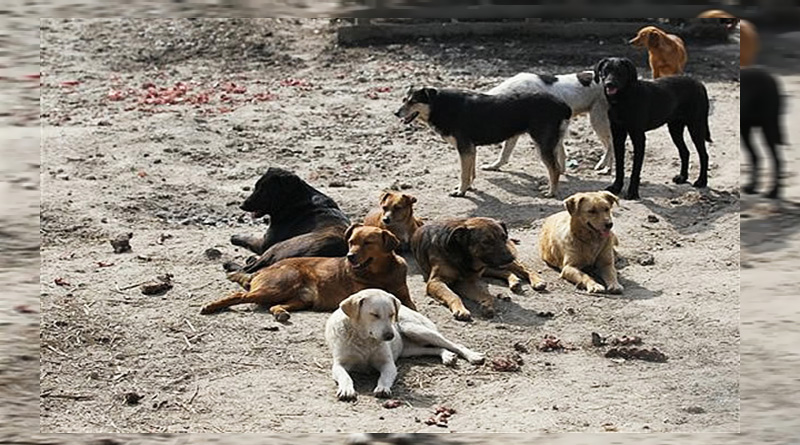 Patient eaten alive by dogs in Madhya Pradesh hospital  