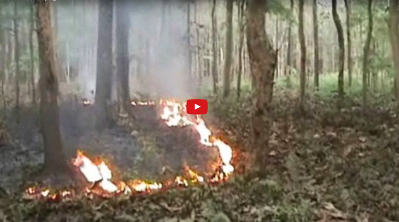 Forest fire breaks out in West Bengal's Dooars jungle