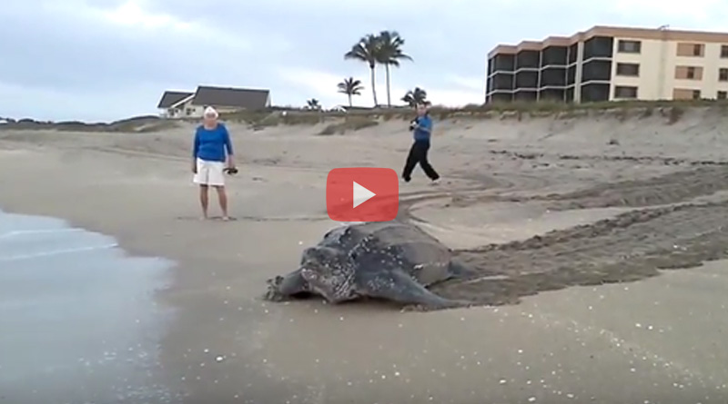 Giant sea turtle on Florida beach leaves onlookers stunned