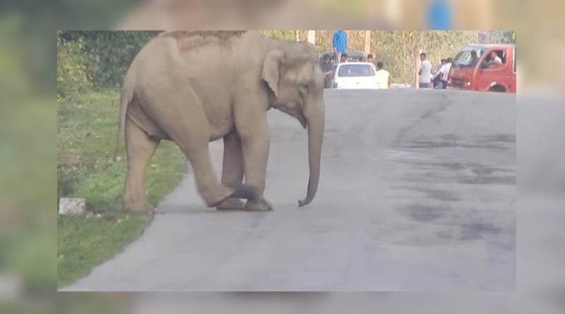 Assam: an elephant's 'Football' Game Halts Traffic, watch Video