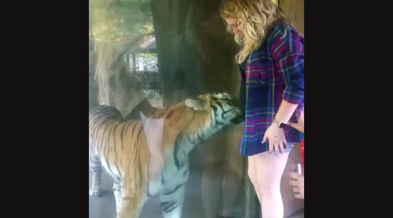 Video of Tiger trying to cozy up pregnant woman goes viral