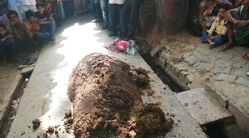 UP: Wife suffocates to death after being buried in cow dung to treat a snake bite