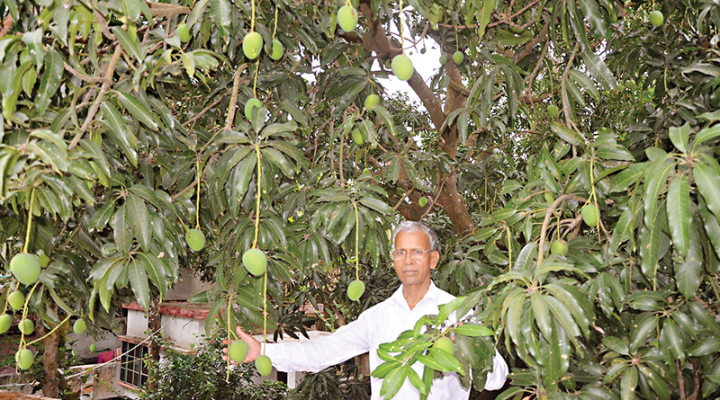 12 different mango types on same tree, teacher achieves unique feat