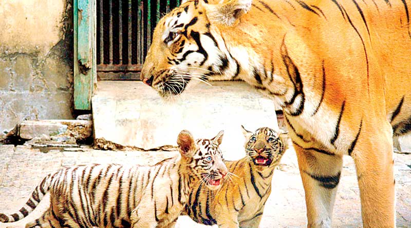 Captive breeding will give birth to tiger cab in Alipore zoo