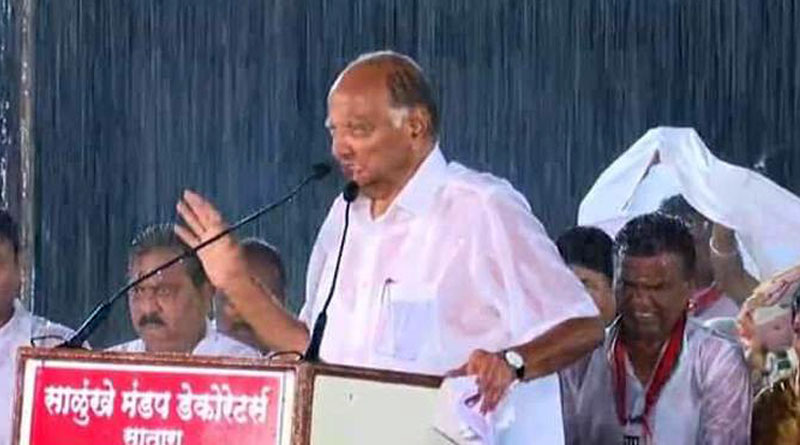 Soaked in rain, NCP chief Sharad Pawar's rally pic goes viral