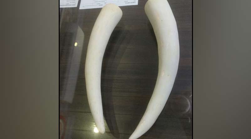 7 arrested with ivory from Baguiati | Sangbad Pratidin