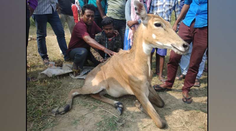 Nilgai rescued from the side of the national highway with injuries | Sangbad Pratidin
