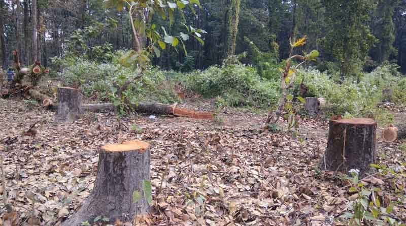 A forest mafia faces of a fine of 1 crore 21 lakh for cutting down 2 Sagwan trees! । Sangbad Pratidin