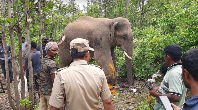 Elephant enters into the farmhouse and kills the farmer in Purulia, later sent to the forest | Sangbad Pratidin