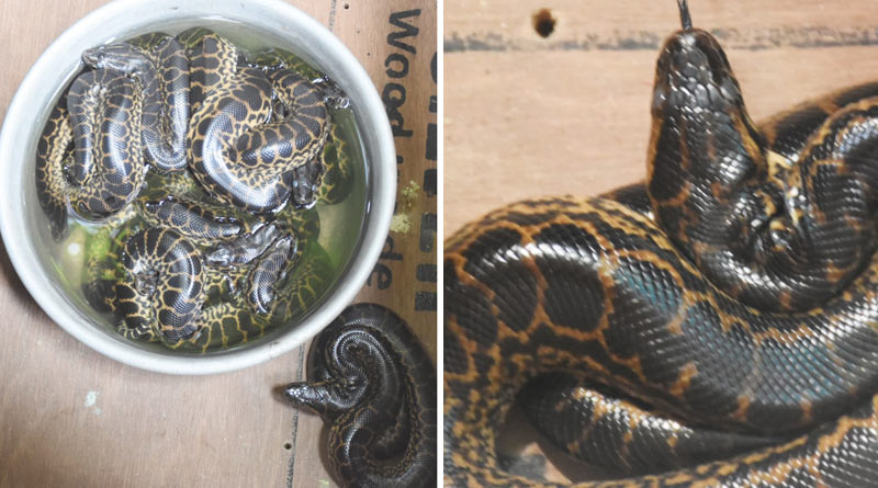 New Alipur Zoo: First anaconda gets guardian along with pangolin and fishing cat this week | Sangbad Pratidin