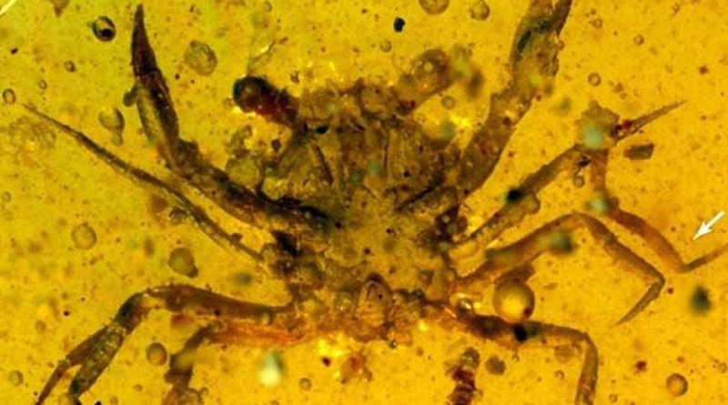 Researchers discover 100 million year old crab trapped inside amber। Sangbad Pratidin