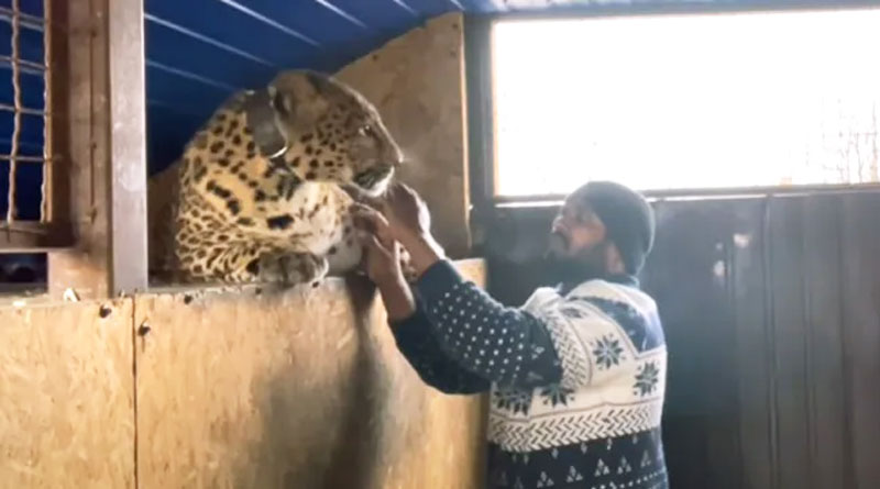 Indian Doctor Refuses To Leave Ukraine Without His Pet Big Cat's | Sangbad Pratidin