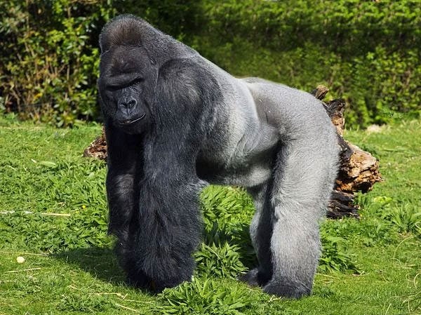 Gorilla-1