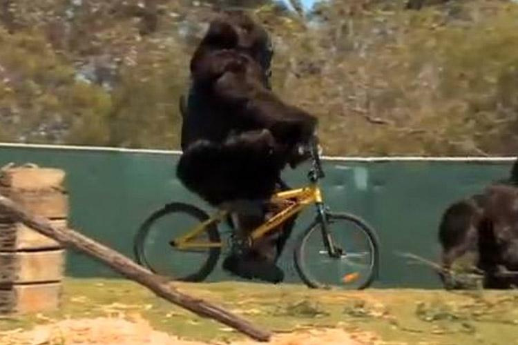 Gorilla rides a bicycle