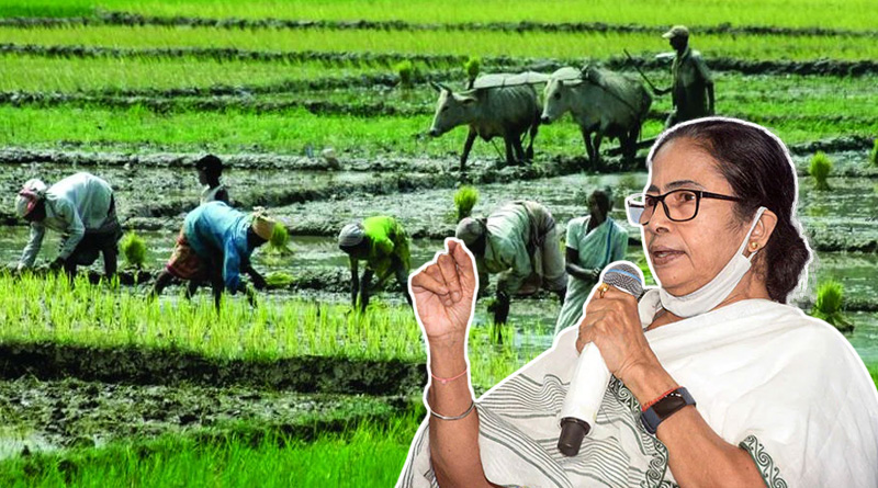 Large Farmers recorded highest increase in income in Bengal | Sangbad Pratidin