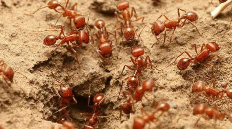 Ant attack forces people to flee from a Odisha village | Sangbad Pratidin