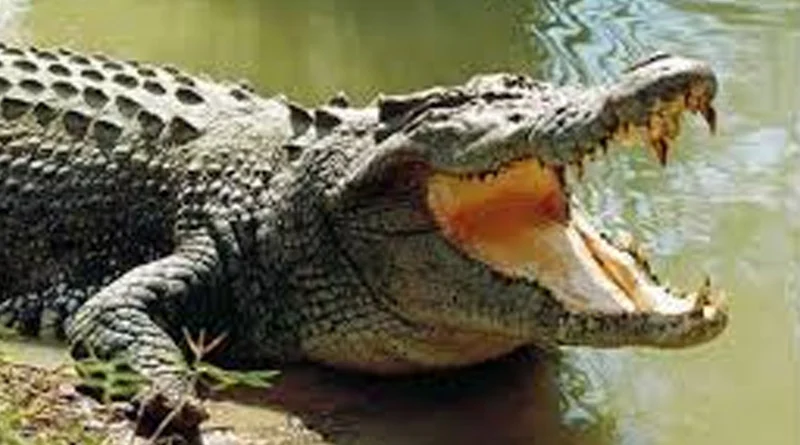 A 12 feet crocodile found in Katwa | Sangbad Pratidin