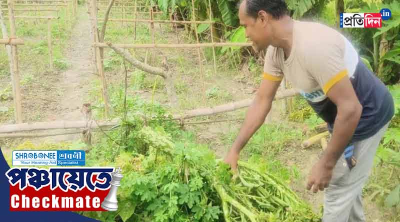 WB Panchayat Poll 2023: TMC goons allegedly destroy farmer's crop for supporting BJP । Sangbad Pratidin