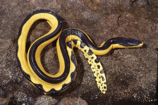 Yellow-bellied Sea Snake