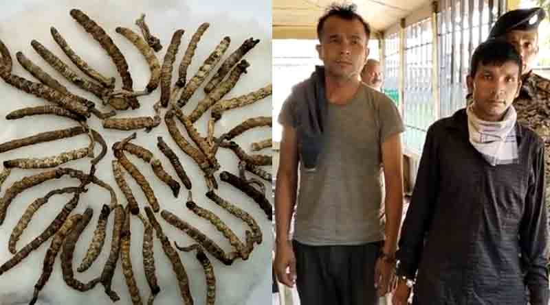 2 Arrested for smuggling of Caterpillar fungus in Siliguri | Sangbad Pratidin