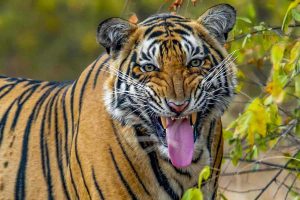 Royal Bengal tiger flew after getting tranquillizer shot