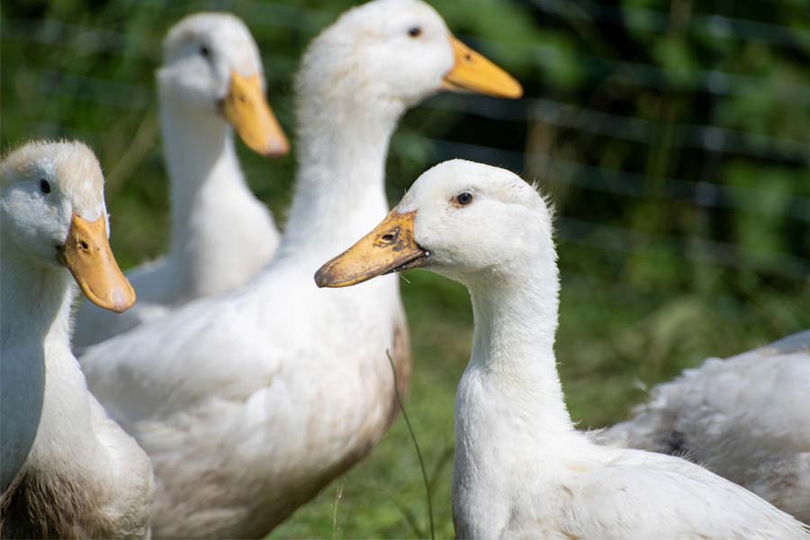 West Bengal government has decided to raise ducks in villages