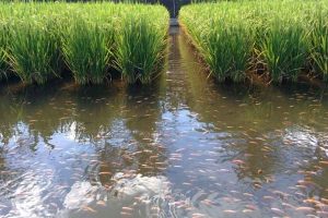 Farmers are hopeful to grow paddy well as no scarcity in rain right now