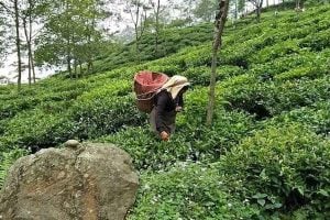 Labours in tea garden in North Bengal are in trouble due to new rule of Tea board