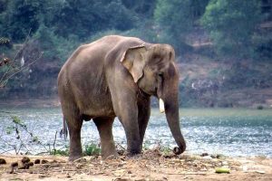 An elephant's body recovers in Jalpaiguri