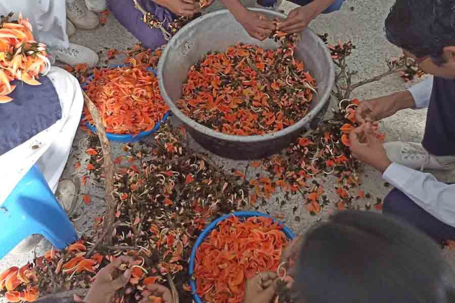 No chemical, Purulia school and college making herbal color for Holi