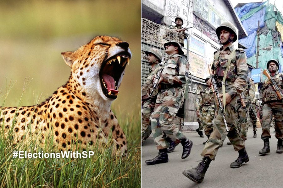 2024 Lok Sabha Election: Leopard sparks panic in Jalpaiguri, Central forces too scared!