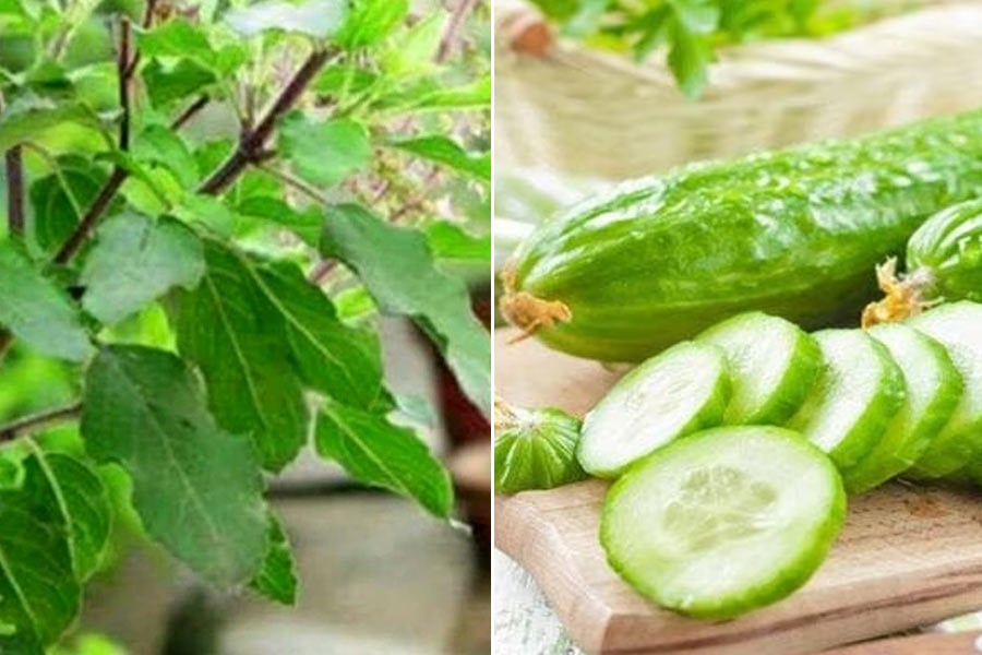 Cucumber-Tulsi