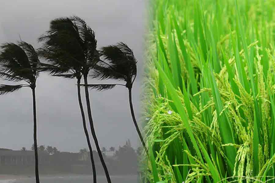 Farmers are in trouble as their crops were damaged due to Cyclone Remal