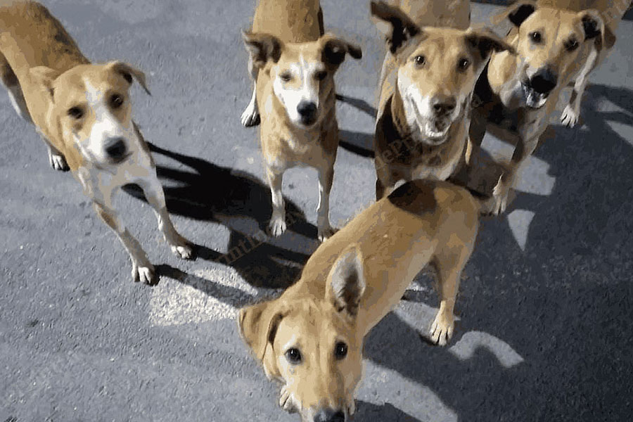Unknown person has been accused of killed 12 street dogs with poisoning in Krishnanagar