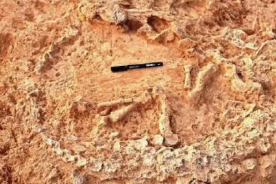41,000 years old Ostrich nest found in Andhra
