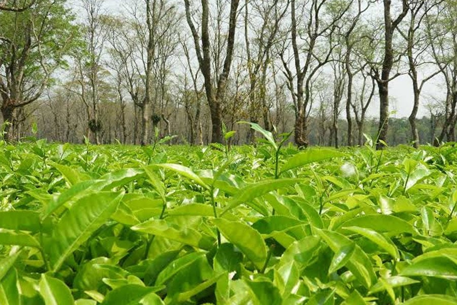 Tea plantation suffered due to high temperature, gardens likely to close