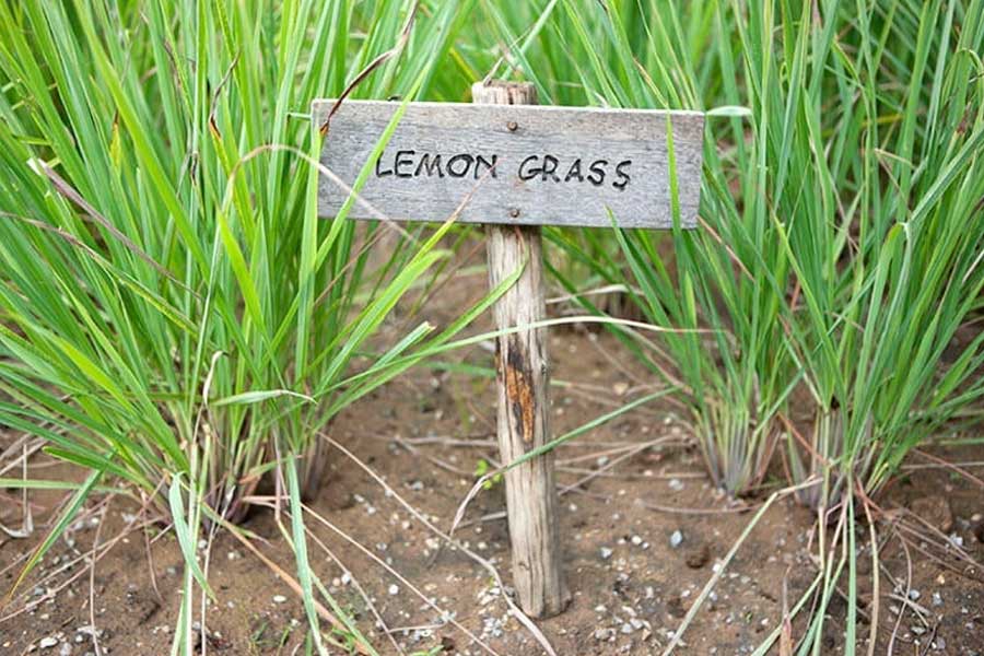 Ways to cultivate lemon grass