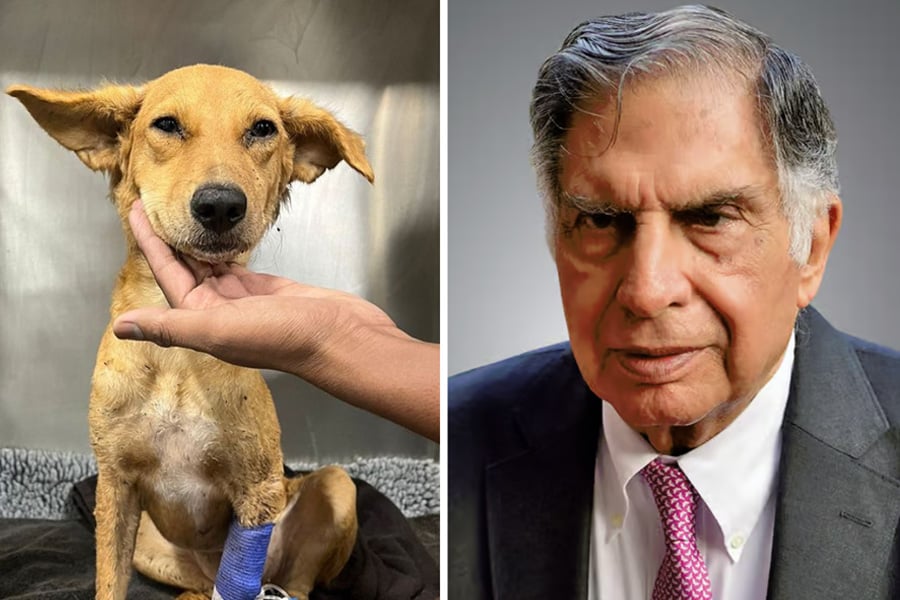 Ratan Tata's Urgent Appeal to Seeks Blood Donor For a Stray Dog