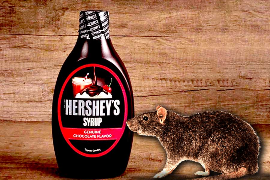 Dead Mouse Found In Chocolate Syrup