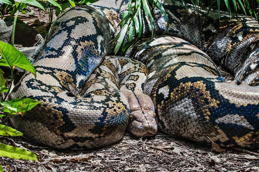 Python ate woman in Indonesia
