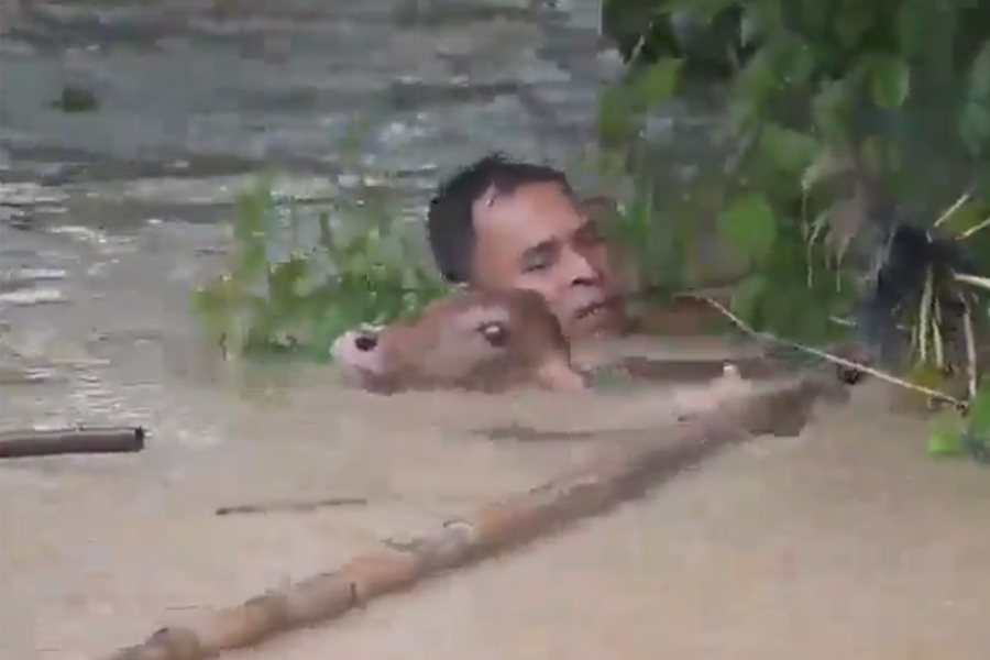 Man risks life to save drowning calf amid floods in Assam