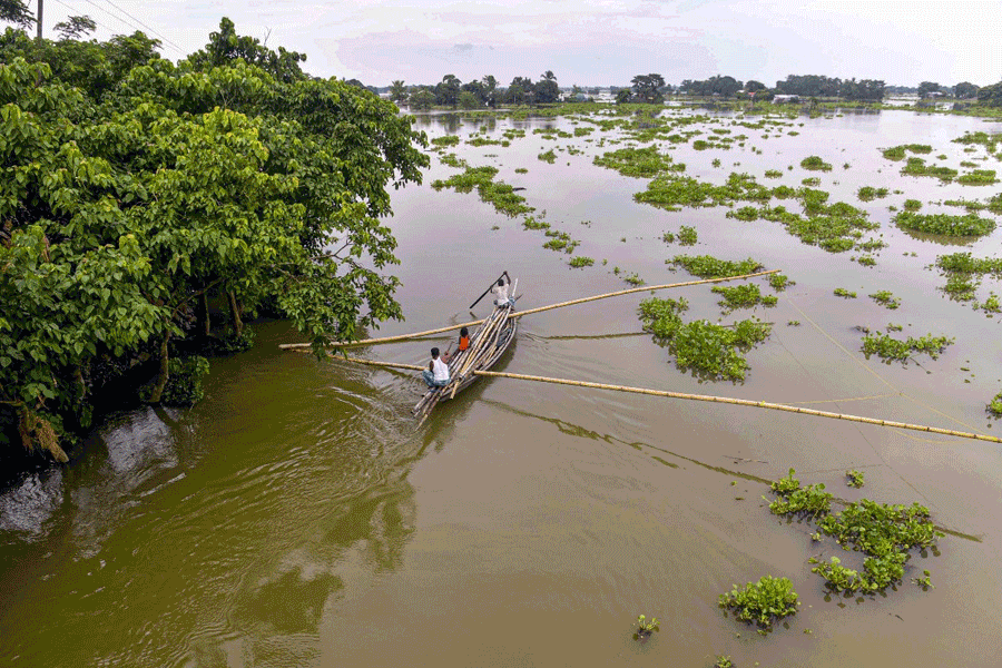 Flood situation in Assam: atleast 92 wild animals die as maximum part of Kaziranga National Park is under water