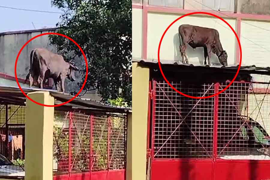 Cow climbs to the roof of house in Durgapur
