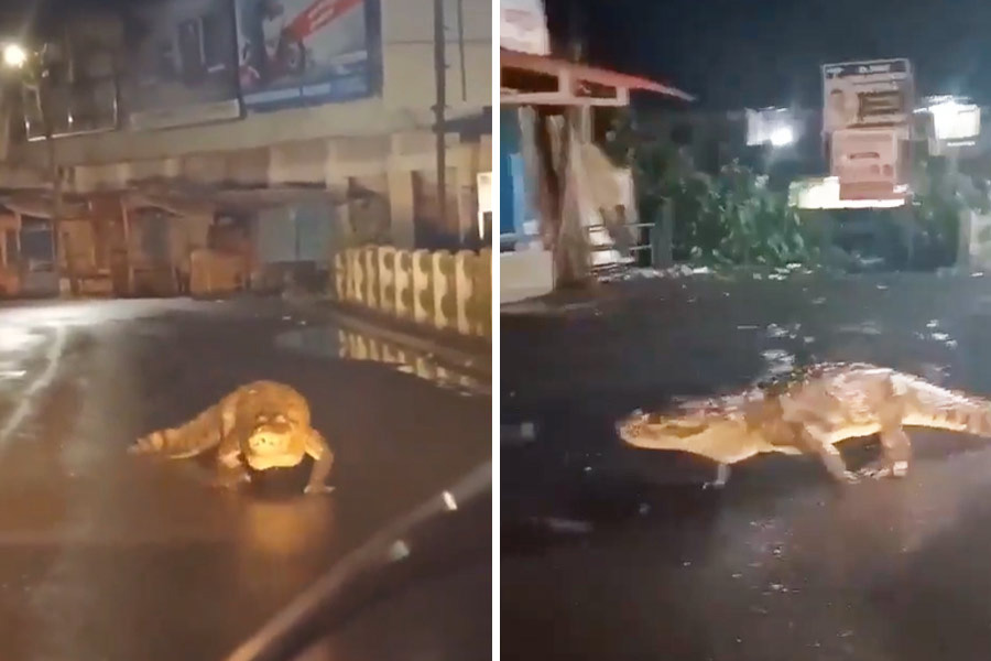 Huge Crocodile Seen On Maharashtra Road After Heavy Rain