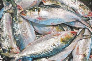 Hilsa fish of Bangladesh appeared in kolkata market ,do you know price