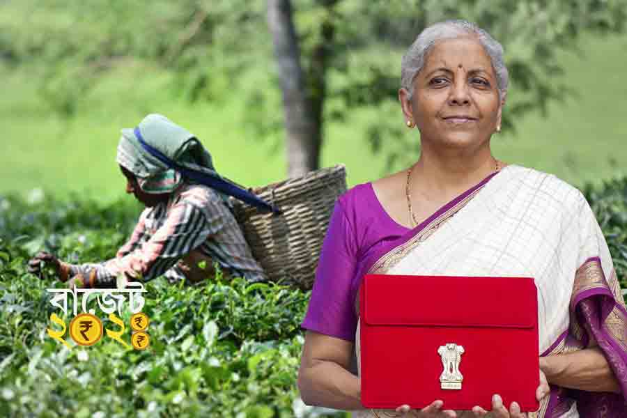 Tea garden belt not happy with Union budget 2024, report claims